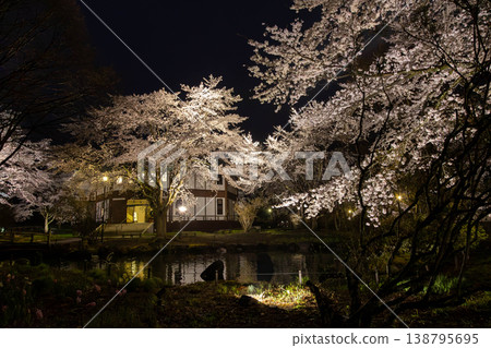 中之條花園夜間櫻花燈光秀 中之條花園夜間櫻花燈光秀 138795695
