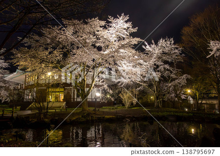 Nighttime cherry blossom illumination event at Nakanojo Gardens Nighttime cherry blossom illumination event at Nakanojo Gardens 138795697