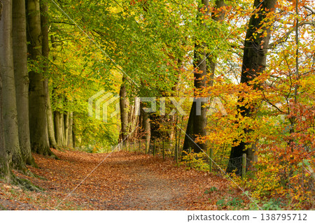 Walking through the forest of the Posbank, Herikhuizerveld on the Veluwe. National Park Veluwezoom in the Netherlands. Walking through the forest of the Posbank, Herikhuizerveld on the Veluwe. National Park Veluwezoom in the Netherlands. 138795712
