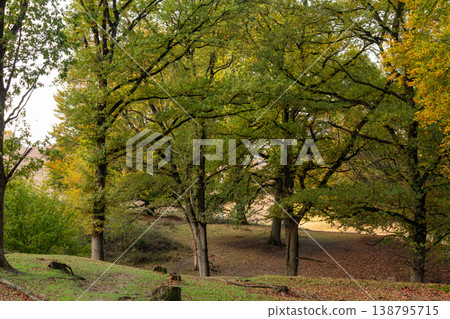 Walking through the forest of the Posbank, Herikhuizerveld on the Veluwe. National Park Veluwezoom in the Netherlands. 138795715