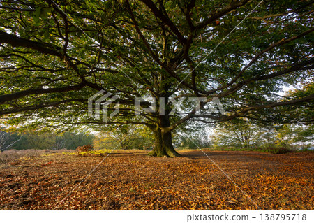 Enjoying the view over the Posbank, Herikhuizerveld on the Veluwe. National Park Veluwezoom in the Netherlands. 138795718