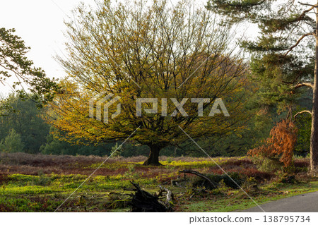 Enjoying the view over the Posbank, Herikhuizerveld on the Veluwe. National Park Veluwezoom in the Netherlands. Enjoying the view over the Posbank, Herikhuizerveld on the Veluwe. National Park Veluwezoom in the Netherlands. 138795734
