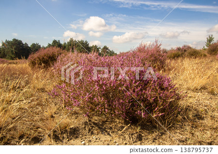 Heather in bloom in August on the Posbank, National Park Veluwezoom, the Netherlands Heather in bloom in August on the Posbank, National Park Veluwezoom, the Netherlands 138795737