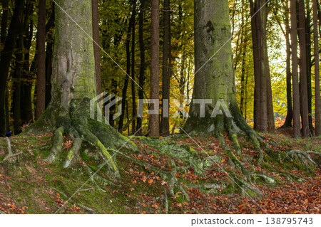 Exposed tree roots in the forest of the Posbank, Herikhuizerveld on the Veluwe. National Park Veluwezoom in the Netherlands. Exposed tree roots in the forest of the Posbank, Herikhuizerveld on the Veluwe. National Park Veluwezoom in the Netherlands. 138795743