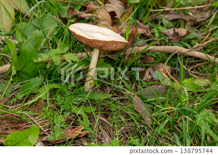 Close-up of a parasol mushroom in the forest of Carinthia. 138795744