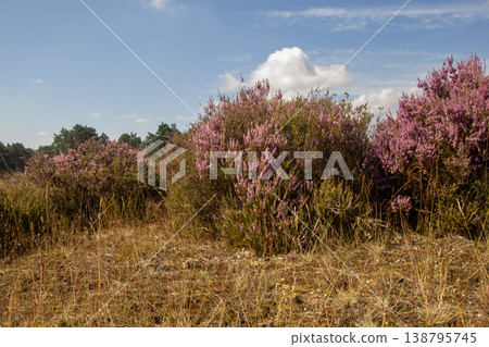 Heather in bloom in August on the Posbank, National Park Veluwezoom, the Netherlands Heather in bloom in August on the Posbank, National Park Veluwezoom, the Netherlands 138795745