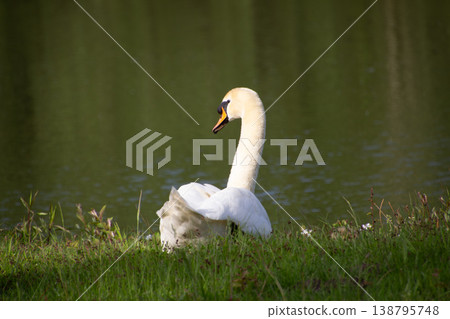 White mute swan having a break at the waterfront, sitting in the grass, looking over the water, enjoying the sun. 138795748