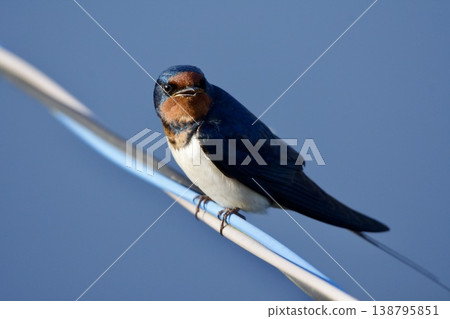 swallow / Japan swallow / Japan 138795851