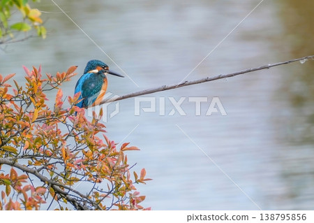 A scene of autumn leaves, a kingfisher, and its beautiful feathers in harmony. A scene of autumn leaves, a kingfisher, and its beautiful feathers in harmony. 138795856