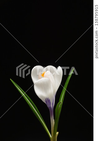 Crocus 138795915