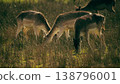 A urinating deer, authentic wildlife moment capturing natural animal behavior in a peaceful meadow setting 138796001