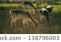 Deer grazing in sunlit meadow wildlife nature scene 138796003