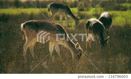 Deer grazing in sunlit meadow wildlife nature scene 138796003