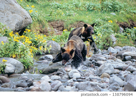 Two brown bear brothers catching fish (Shiretoko, Hokkaido) Two brown bear brothers catching fish (Shiretoko, Hokkaido) 138796094