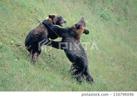 Brown bear brothers fighting (Shiretoko, Hokkaido) Brown bear brothers fighting (Shiretoko, Hokkaido) 138796096