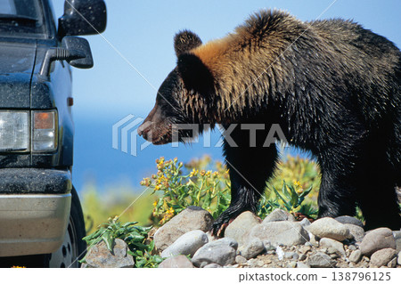 Brown bear approaching a car (Shiretoko, Hokkaido) Brown bear approaching a car (Shiretoko, Hokkaido) 138796125