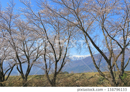 春天櫻花盛開的安曇野 春天櫻花盛開的安曇野 138796133