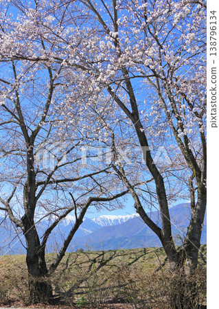 春天櫻花盛開的安曇野 春天櫻花盛開的安曇野 138796134