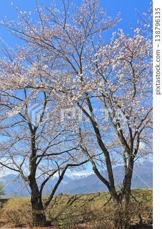 春天櫻花盛開的安曇野 春天櫻花盛開的安曇野 138796135
