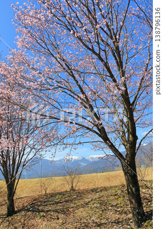 春天櫻花盛開的安曇野 春天櫻花盛開的安曇野 138796136