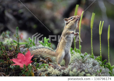 A Hokkaido chipmunk standing up (Shikaoi Town, Hokkaido) A Hokkaido chipmunk standing up (Shikaoi Town, Hokkaido) 138796174