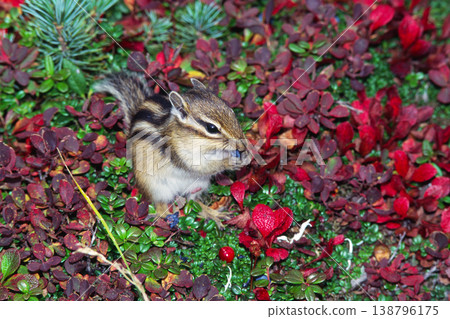 A Hokkaido chipmunk eating the fruit of a black crowberry tree (Daisetsuzan, Hokkaido) A Hokkaido chipmunk eating the fruit of a black crowberry tree (Daisetsuzan, Hokkaido) 138796175