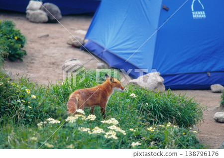 A red fox was spotted at a campsite (Daisetsuzan, Hokkaido). A red fox was spotted at a campsite (Daisetsuzan, Hokkaido). 138796176