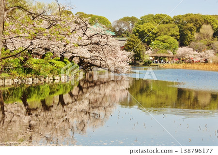 Cherry blossoms at Shinobazu Pond Cherry blossoms at Shinobazu Pond 138796177