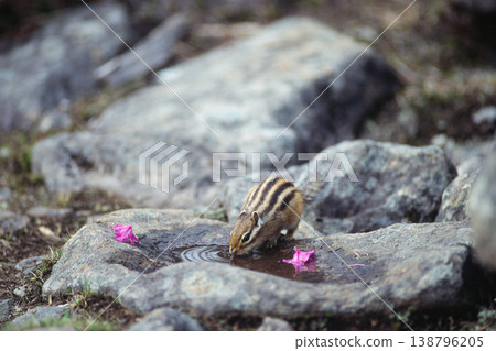 Ezo chipmunk drinking water (Shikaoi Town, Hokkaido) Ezo chipmunk drinking water (Shikaoi Town, Hokkaido) 138796205