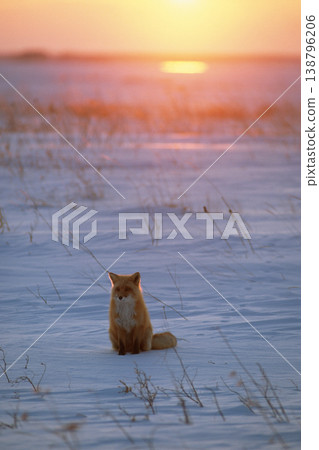 坐在夕陽雪原上的赤狐(北海道野付半島) 坐在夕陽雪原上的赤狐(北海道野付半島) 138796206