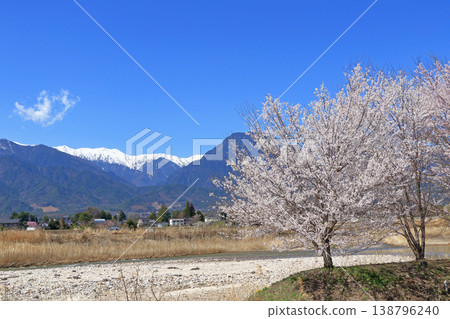 春天櫻花盛開的安曇野 138796240