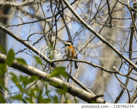 Yamagara stopping on branches of tree Yamagara stopping on branches of tree 138796254