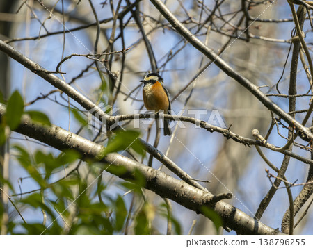 Yamagara stopping on branches of tree Yamagara stopping on branches of tree 138796255