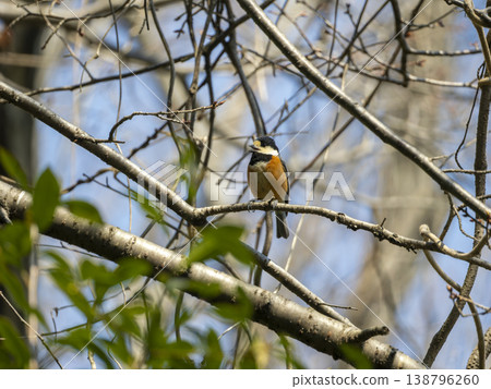 Yamagara stopping on branches of tree Yamagara stopping on branches of tree 138796260