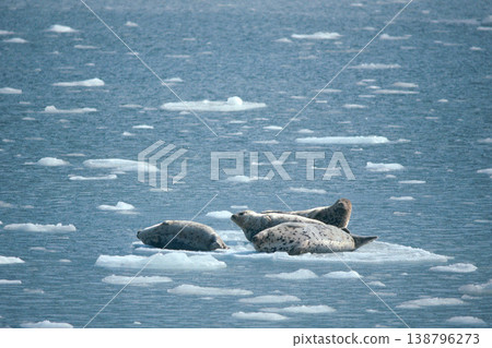 A spotted seal resting on drift ice (Shiretoko, Hokkaido) A spotted seal resting on drift ice (Shiretoko, Hokkaido) 138796273