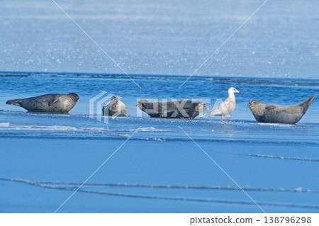 A group of spotted seals resting on the ice (Toyokoro Town, Hokkaido) A group of spotted seals resting on the ice (Toyokoro Town, Hokkaido) 138796298