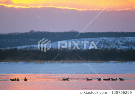 Spotted seals gather on the ice at sunset (Toyokoro Town, Hokkaido) Spotted seals gather on the ice at sunset (Toyokoro Town, Hokkaido) 138796299