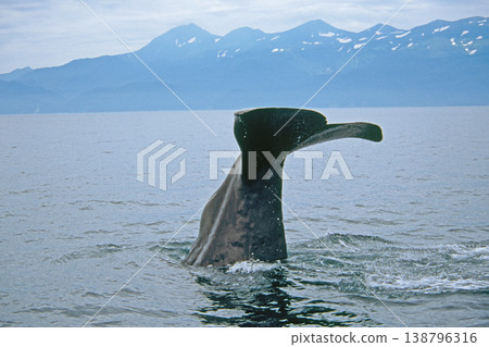 抹香鯨尾鰭和知床山脈（北海道知床市） 138796316