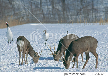 Ezo deer and red-crowned crane (Kushiro City, Hokkaido) Ezo deer and red-crowned crane (Kushiro City, Hokkaido) 138796323