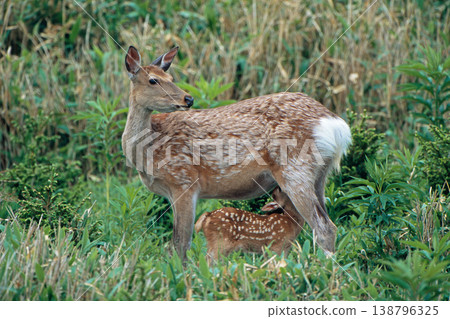 A nursing Ezo deer (Shiretoko, Hokkaido) A nursing Ezo deer (Shiretoko, Hokkaido) 138796325