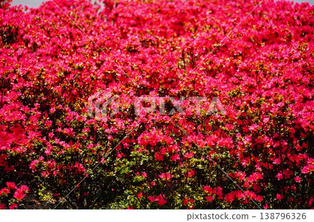 Azalea Azalea 138796326