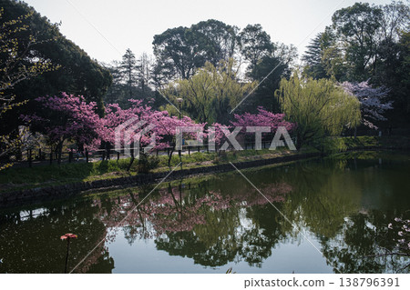 Harugishi, Mitsuike Park, Tsurumi, Kanagawa Prefecture 138796391
