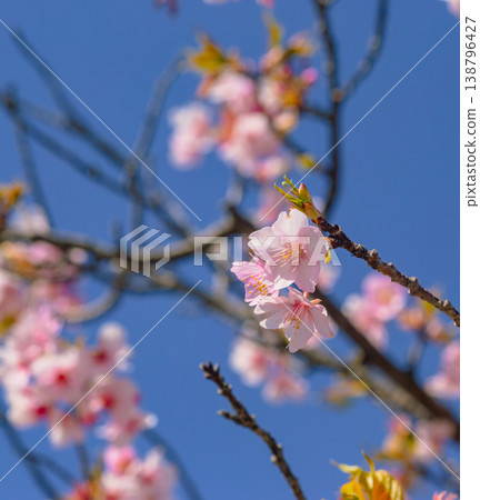 Kawazu櫻花在藍天 Kawazu櫻花在藍天 138796427