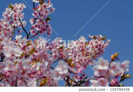 Kawazu櫻花在藍天 138796436