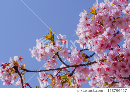 Kawazu cherry blossoms in the blue sky Kawazu cherry blossoms in the blue sky 138796437