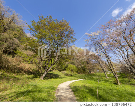 The cherry blossoms have fallen in the Kizuki Forest of Kitahibari. The cherry blossoms have fallen in the Kizuki Forest of Kitahibari. 138796472