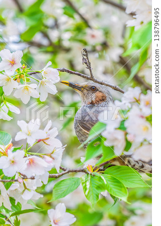 Brown-eared bulbul sucking cherry honey 138796495