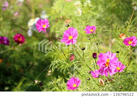 cute cosmos flowers 138796522