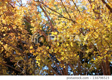 中國楓樹的葉子金黃清新。 138796523