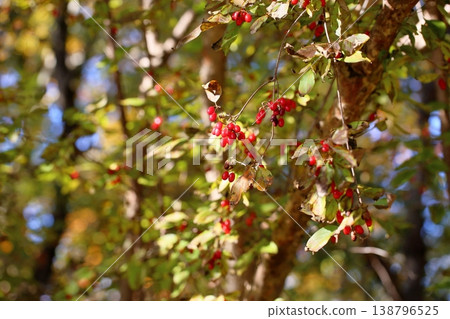 Cute red Cornelian cherry berries - Autumn Coral Cute red Cornelian cherry berries - Autumn Coral 138796525